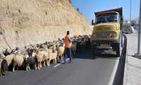  کوچ عشایر فارس به مناطق ییلاقی آغاز شد
