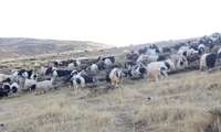 کاهش ۱۲۸ هزار تنی علوفه دامی در مراتع عشایری خراسان رضوی