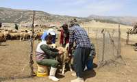 63 اکیپ دامپزشکی به مدت یک ماه به عشایر فارس خدمات ارائه می دهند