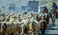 کوچ پاییزه عشایر خراسان جنوبی به قشلاقات آغاز شد