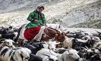 ورود عشایر کوچرو به مراتع همدان تا ۱۵ اردیبهشت ممنوع است