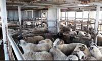صادرات دام زنده پرواری غیرمولد مجاز اعلام شد
