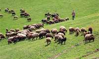  ساماندهی چرای دام موثرترین روش در مدیریت بهره‌‌‌برداری از مراتع است