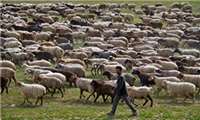 14 هزار راس دام عشایر استان مرکزی  تحت پوشش بیمه قرار گرفت