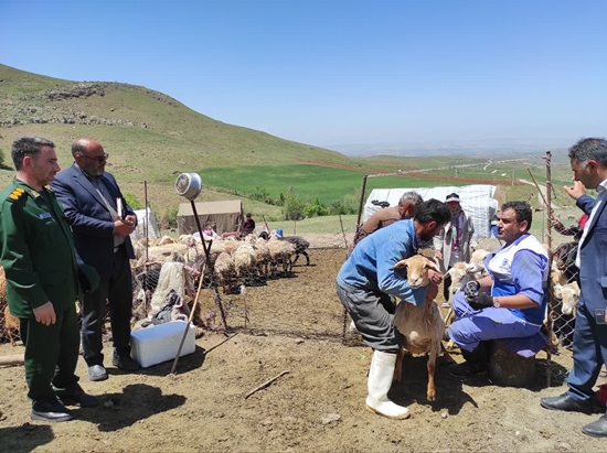 خدمات جهادی دامپزشکی به دام عشایر اردبیل در آستانه کوچ 